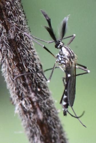 Aedes geniculatus
